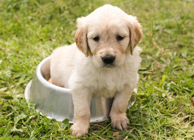 Prepare a Pooper Scooper: Know the Truth About Dog Poop Eating